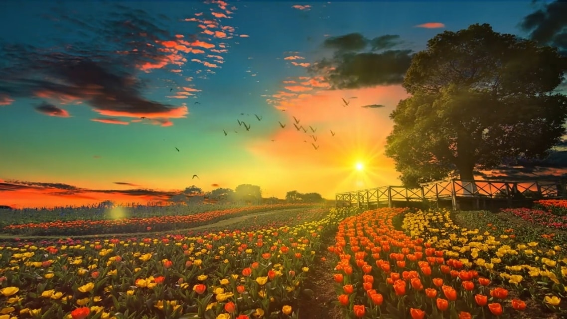 枫林花海