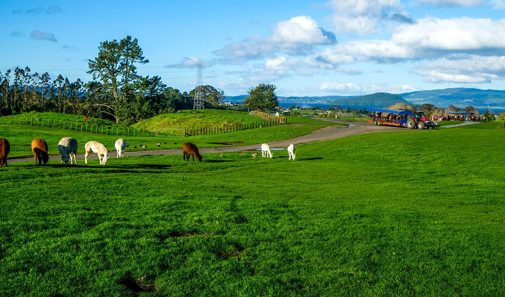 安信游票务系统落地 New Farm 体感牧场,分销二维码 + 人脸核验赋能亲子牧场轻量智慧运营 1 安信游票务系统